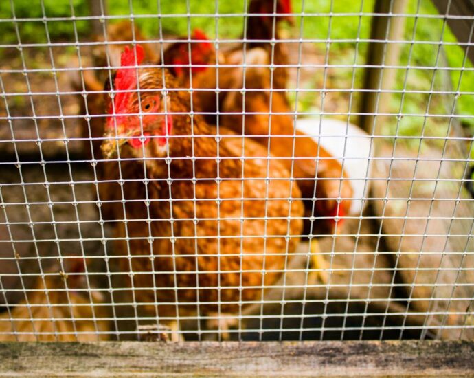 Close-up of chickens behind mesh wire in a livestock cage.
