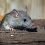 a rat sitting on a piece of wood