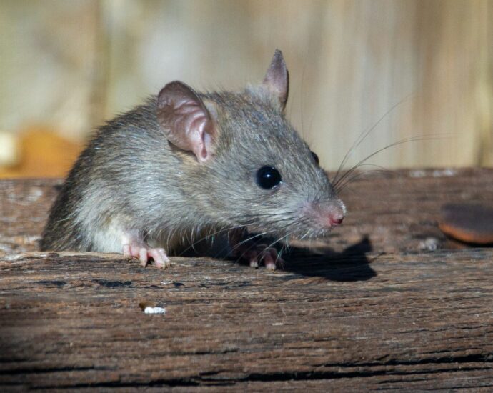 a rat sitting on a piece of wood