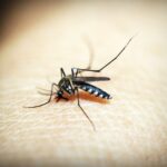 Macro photograph of a mosquito feeding on human skin, showcasing the insect's details.