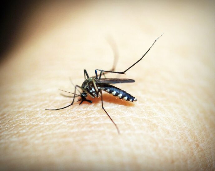 Macro photograph of a mosquito feeding on human skin, showcasing the insect's details.