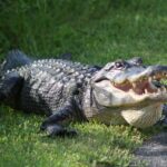 a large alligator laying on top of a lush green field