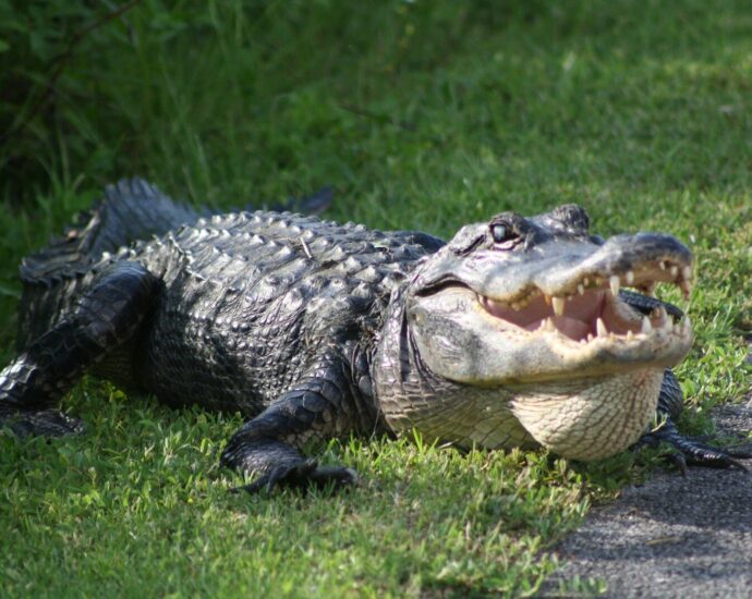 a large alligator laying on top of a lush green field