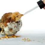 A hand uses a dropper to feed a small chick.