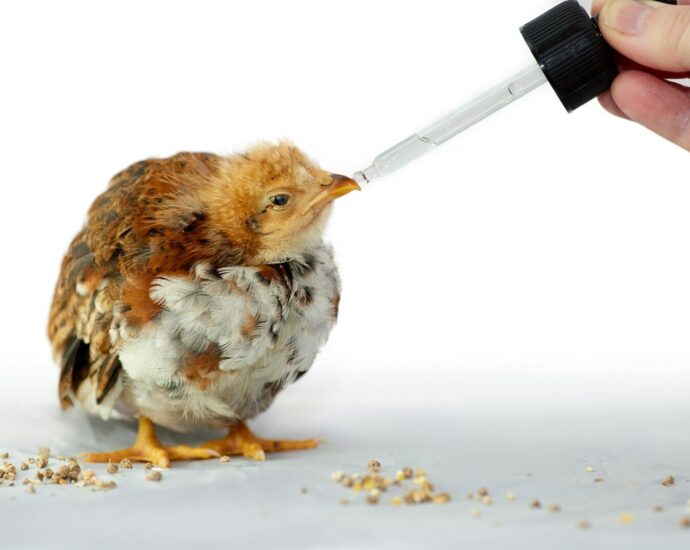 A hand uses a dropper to feed a small chick.
