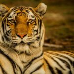 wildlife photography of tiger laying on ground