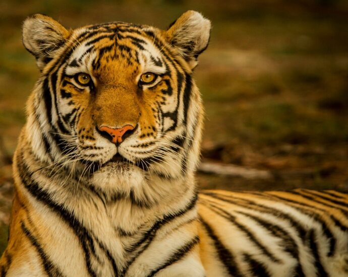 wildlife photography of tiger laying on ground