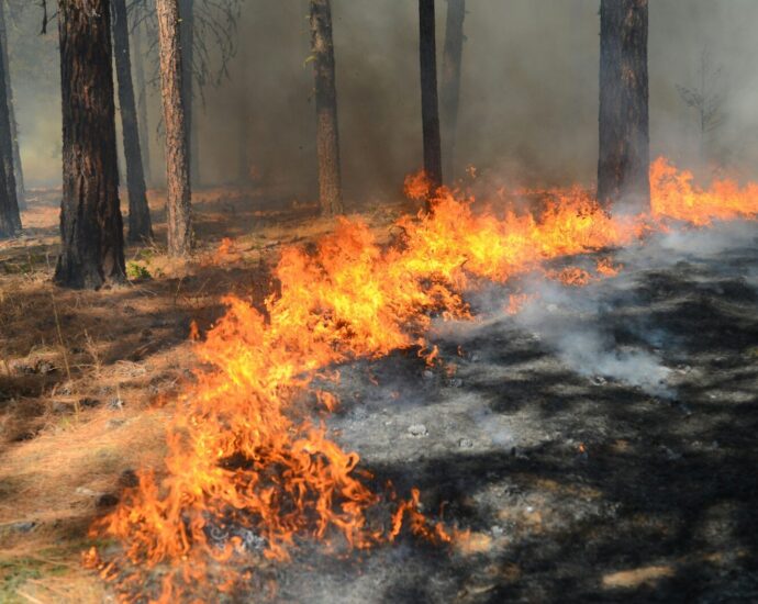 A fire is burning in the middle of a forest