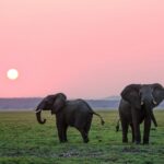 two grey elephants on grass plains during sunset