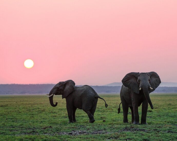 two grey elephants on grass plains during sunset