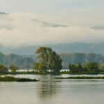 a body of water surrounded by trees and fog