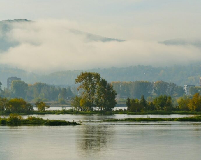 a body of water surrounded by trees and fog