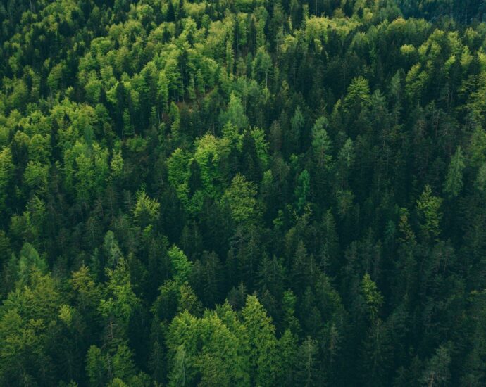 aerial view of trees